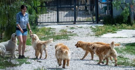 Pensioni per Animali: Come Scegliere la Migliore per il Tuo Pet