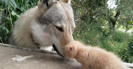 Come abituare il cane a un nuovo amico