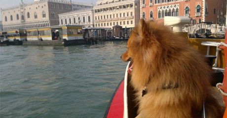 Vivere con il cane in città