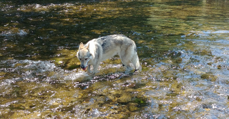 Cani e acqua: il primo approccio