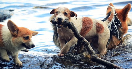 Estate sì, ma sicuri. 10 regole per il nostro cane