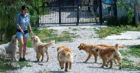 Golden Retriever