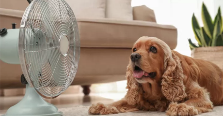 Rinfrescare il cane quando fa caldo