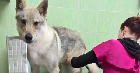 Quale tipo di toelettatura serve al tuo cane?