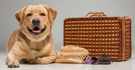 Dove lasciare il cane, se non puoi portarlo in vacanza?