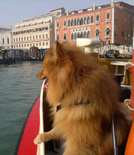 Vivere con il cane in città