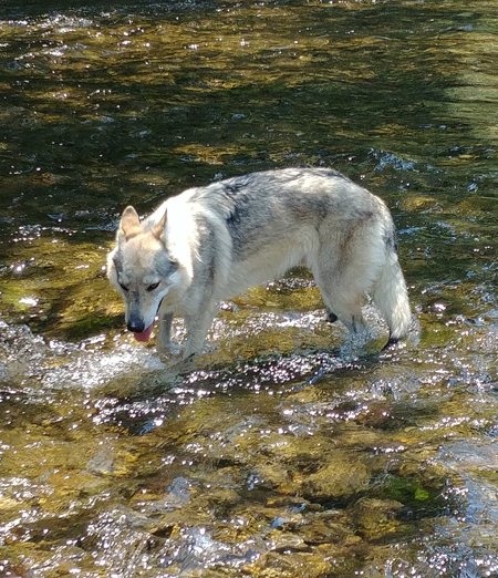 Cani e acqua: il primo approccio