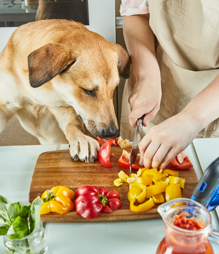 Dieta casalinga per cani: Guida Completa