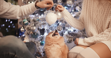 Feste serene: come scegliere la pensione giusta per cani e gatti durante il Natale