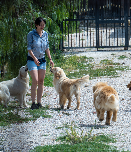 Golden Retriever