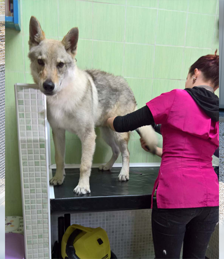 Quale tipo di toelettatura serve al tuo cane?